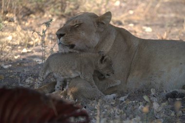 Afrika bozkırında bir aslan