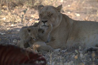 Aslan yavrusu ve aslan yavrusu.