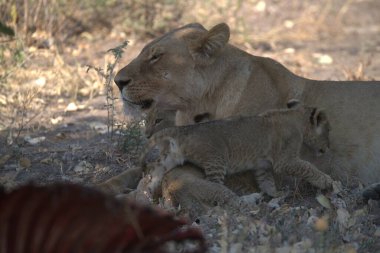 Aslan ailesinin yakın plan fotoğrafı.