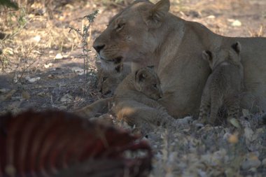 Güney Afrika 'daki Kruger Ulusal Parkı' nda Aslan