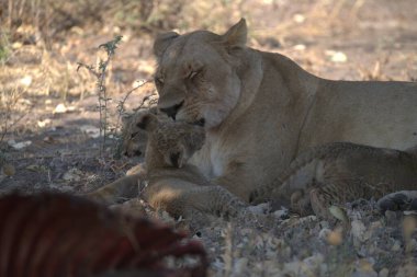 Afrika 'daki Kruger Park' taki aslanlar