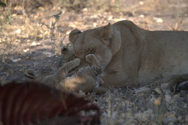 Yerde yatan aslan yavrusu