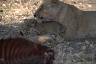 Aslan yavrusu doğada