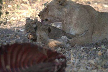 Afrika savanındaki aslanlar