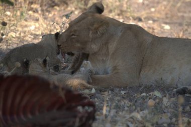 Güney Afrika 'daki Kruger Ulusal Parkı' nda aslan ailesi.