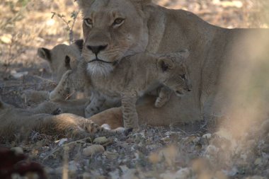 Kenya savanındaki aslan