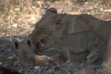Aslan yavrusu annesiyle birlikte Afrika 'daki Kenya Ulusal Parkı' nda besleniyor.