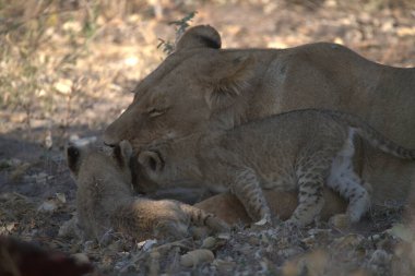 Genç bir aslanın annesiyle yakın çekimi.