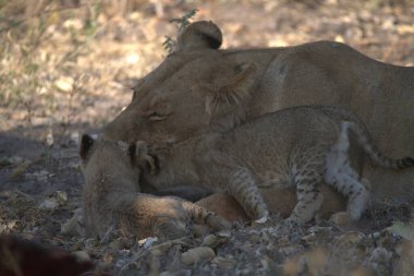 Kışın Güney Afrika 'daki Kruger Ulusal Parkı' nda aslan yavrusu.