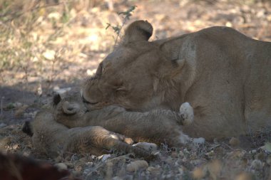 Aslan yavrusu çalılıklarda besleniyor.