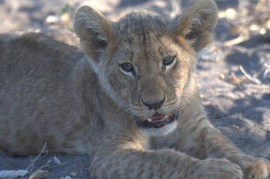 Savannah 'da aslan yavrusu