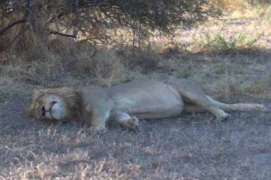Afrika bozkırında uyuyan bir aslan.