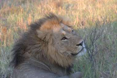 Kenya savanındaki aslan