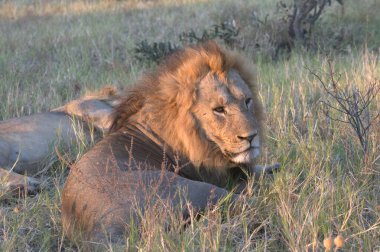 Kenya savanındaki aslan