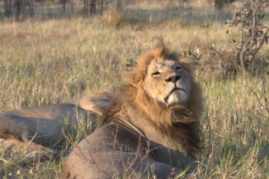 Aslan (panthera leo), erkek, panthera leo, Güney Afrika, tanzanya
