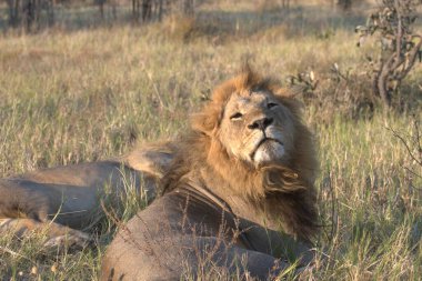Lion (panthera leo), Kruger Milli Parkı, Güney Afrika