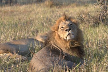 Afrika 'nın bozkırındaki aslan