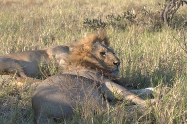 Kenya bozkırında dişi aslan vahşi doğada.
