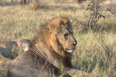 Savanadaki erkek aslanlar