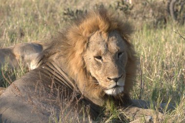 Kenya savanındaki aslan