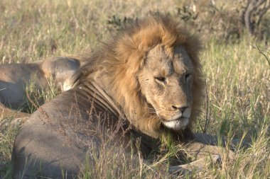 Kenya savanındaki aslan