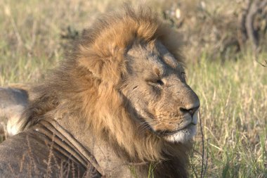 Afrika Aslanı (panthera leo) Güney Afrika 'daki Kruger Ulusal Parkı' nda.