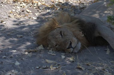 Toprakta dinlenen bir aslan.
