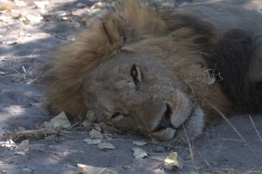 Yerde uyuyan bir aslan