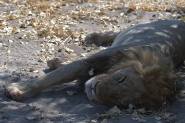 Kum üzerinde yatan aslan