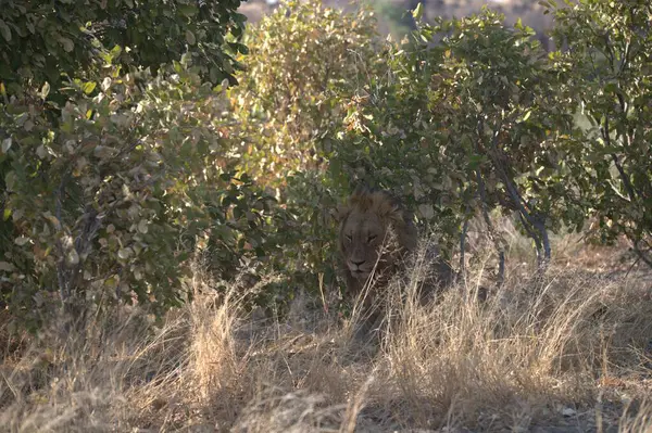 Savananın ulusal parkında çimlerde bir aslan