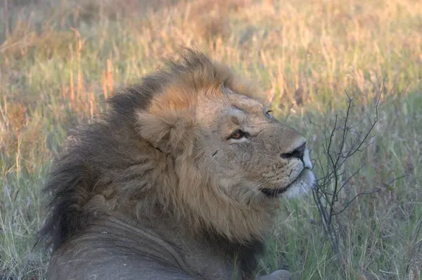 Savanadaki aslan erkek.