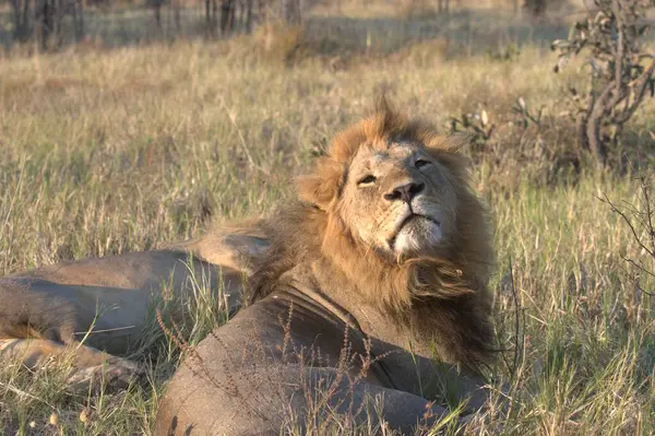 Lion (panthera leo), Kruger Milli Parkı, Güney Afrika