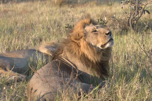 Kenya savanındaki aslan