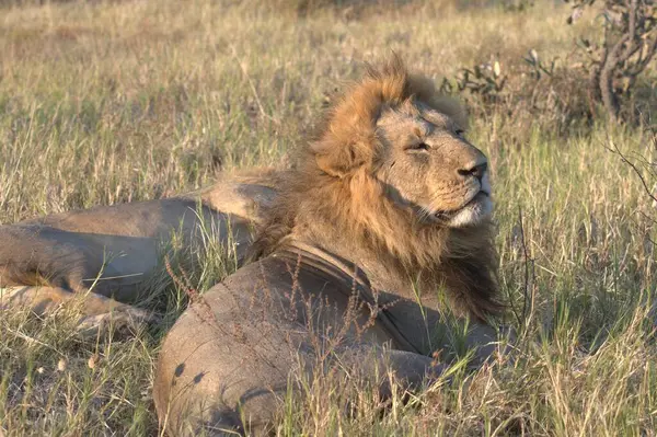 Afrika aslanı Kruger Ulusal Parkı, Güney Afrika 'da. Panthera leo cinsi.