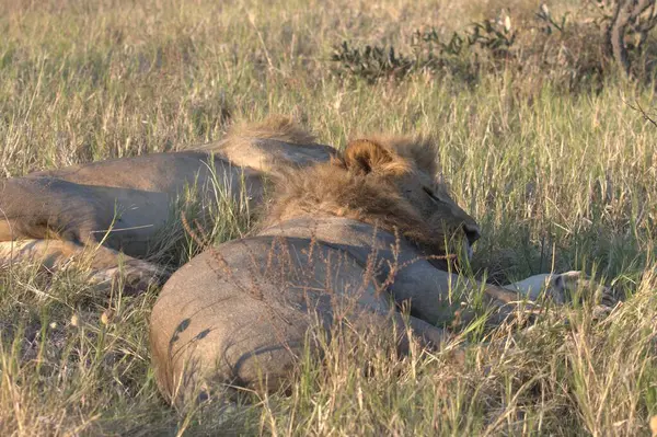 Dişi bir aslan yerde yatıyor.