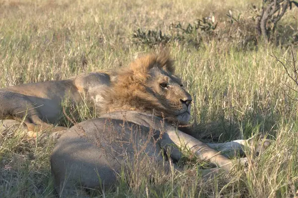 Kenya bozkırında dişi aslan vahşi doğada.