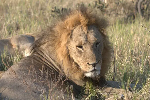 Kenya savanındaki aslan