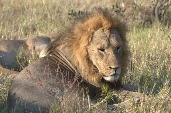 Kenya savanındaki aslan