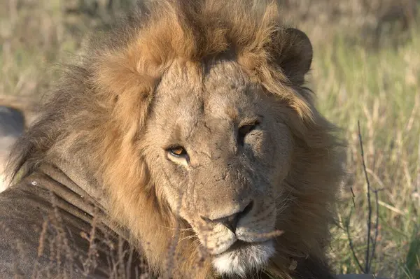 Erkek aslan, Kruger National Park, Güney Afrika.