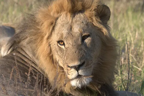 Aslan (panthera leo), kenya, Afrika