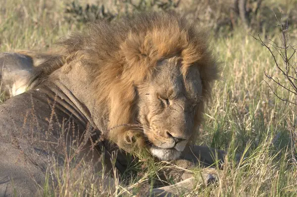 Aslan kuru çimenlerde yatıyor..