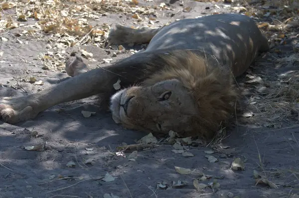 Savannah Afrika aslanı