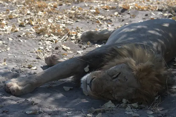 Kum üzerinde yatan aslan