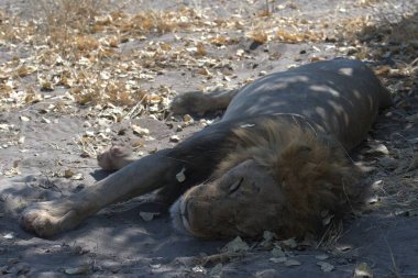 Yerde yatan bir erkek aslanın yakın çekimi.