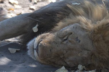 Aslan kumda yatıyor.