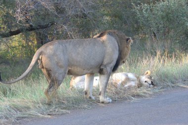 Afrika savanındaki aslan ve dişi aslan.