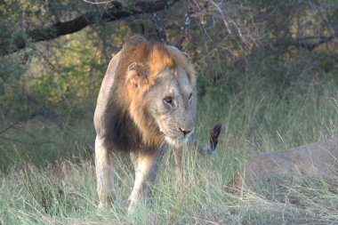 Kenya savanındaki aslan