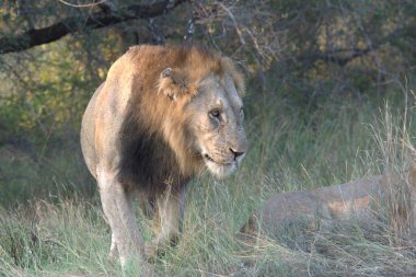 Dişi aslan, dişi aslan, dişi, dişi, panthera aslanı, aslan, dişi aslan, dişi aslan.,