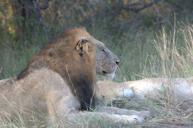Botswana, Afrika 'daki Chobe Ulusal Parkı' nın çimlerinde bir erkek aslan.
