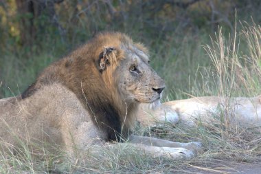 Aslan Güney Afrika 'daki Kruger Ulusal Parkı' nda dinleniyor.
